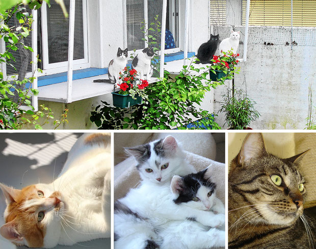 Katzenhotel Müsli - Ferienbetreuung für Ihre Hauskatze
