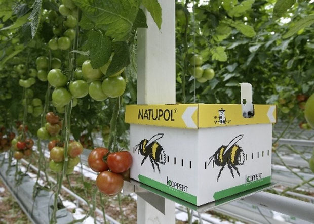 Weil es nicht mehr genug Hummeln gibt, kommen die meisten Hummeln heutzutage mit der Post zu den Tomaten...