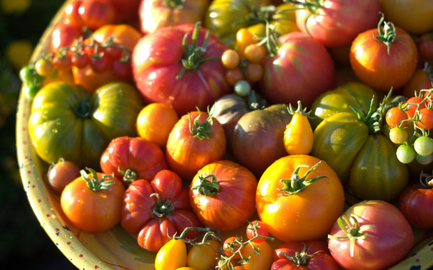 Sortenvielfalt bei Tomaten