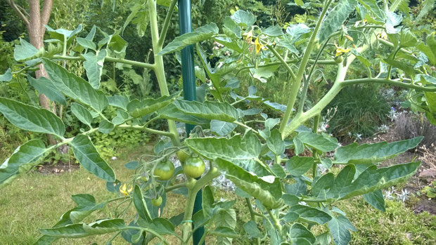 "Roter Heinz" nach 88 Tagen