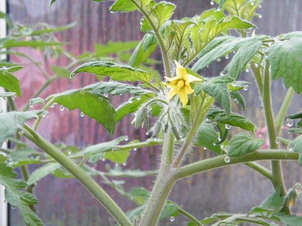 Die Tomatenblätter "schwitzen"