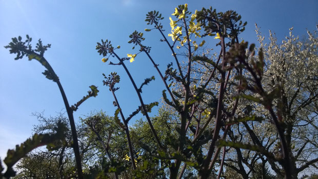 Wie alle Grünkohlsorten blüht die "Rote Palme" erst im Folgejahr seiner Aussaat