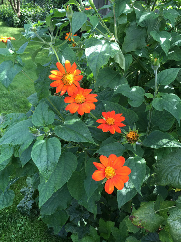 Mexikanische Sonnenblume orange 150 cm hoch