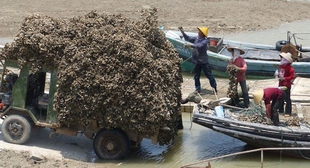 oysters loaded on truck