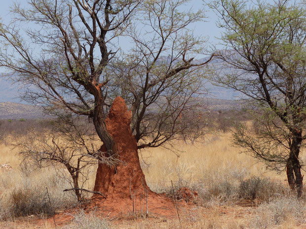 Wie lange hält dieser Baum wohl den auf 3 m gewachsenen Termitenhügel aus?