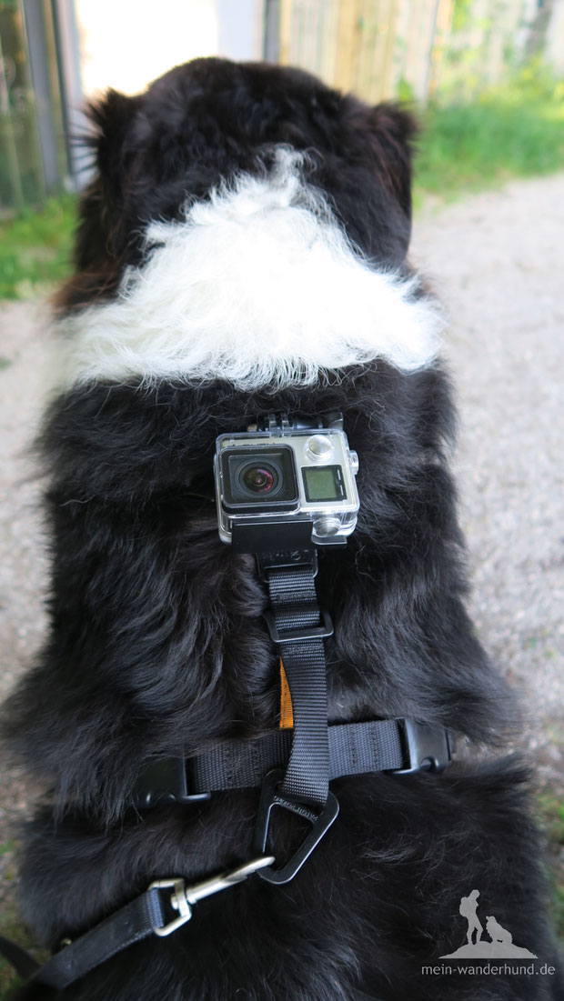 VierbeinerVideo KurgoGeschirr für GoPro im Test Wandern mit Hund