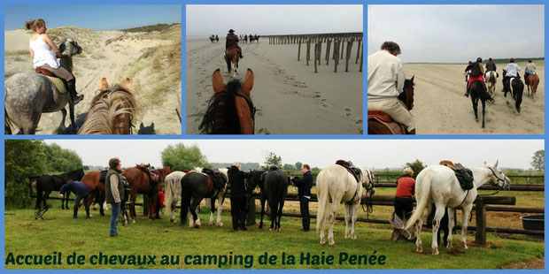 Notre pâture au Camping la Haie Penée
