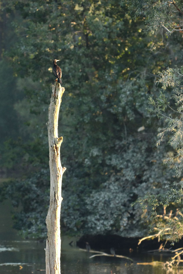 Kormoran in der Abendsonne