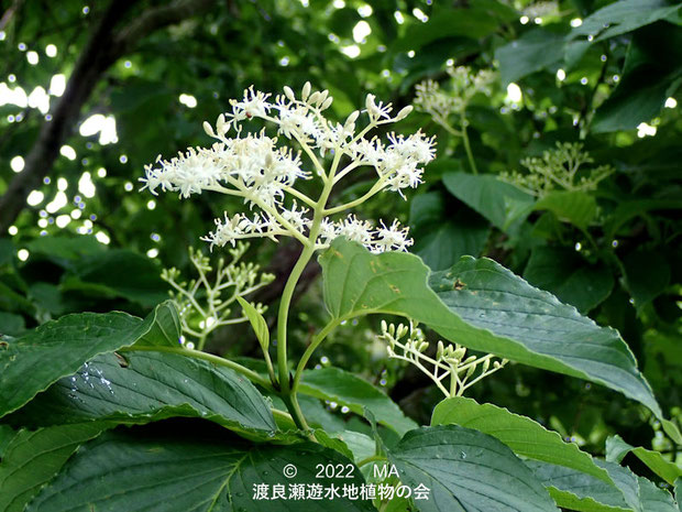 渡良瀬遊水地内のクマノミズキ花序