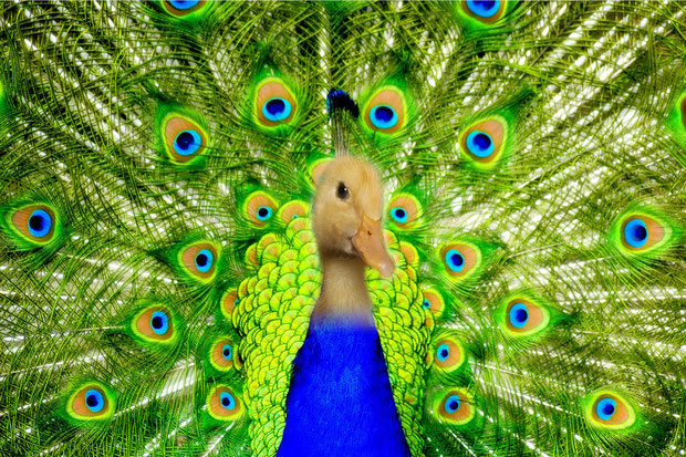 "Peacock-Duck" - ChelseaH