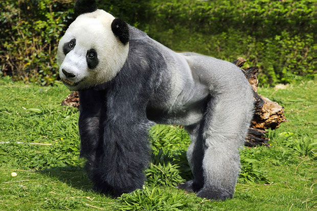 "Panda Gorilla" - MatthewC