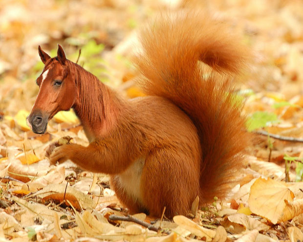 Horse/Squirrel (Everly R)