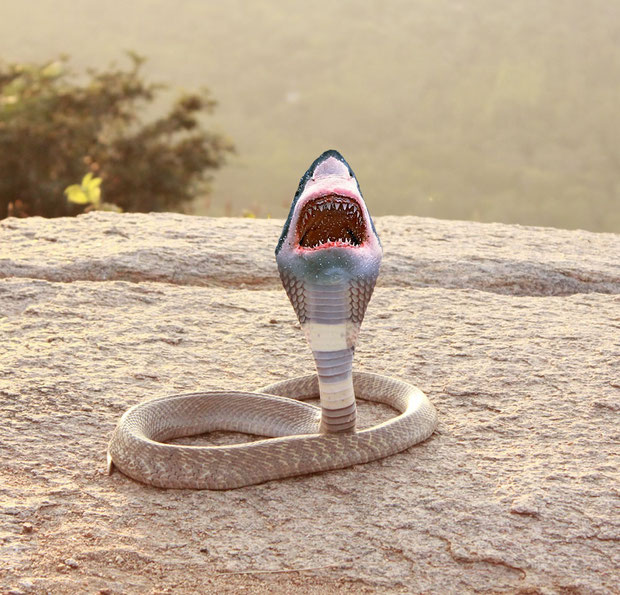 "Shark Snake" - JacobT