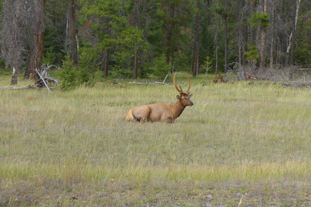 Canada Alberta Jasper Elk