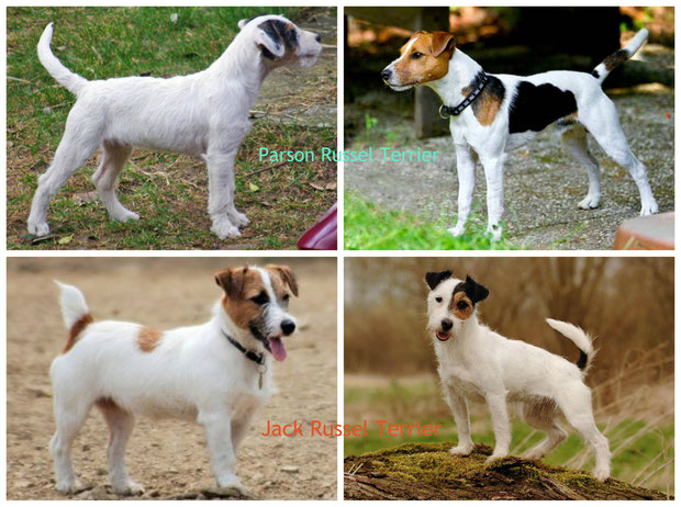 Obere Reihe: der hochbeinige Parson, untere Reihe: der niederläufige Jack - Russel Terrier
