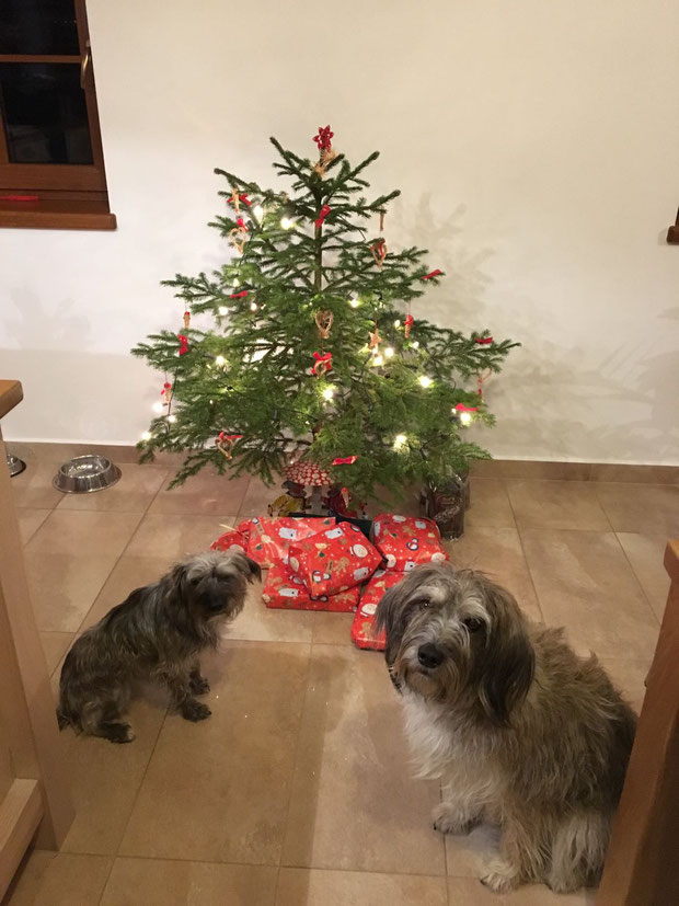 Albi-Blacky (rechts) mit ihrer Hundefreundin, Weihnachten 2016
