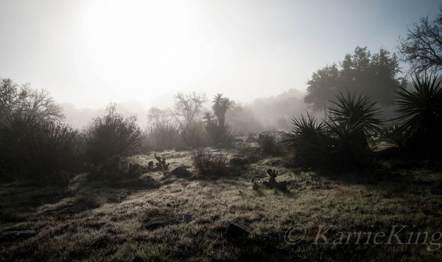 morning fog in Horseshoe Bay