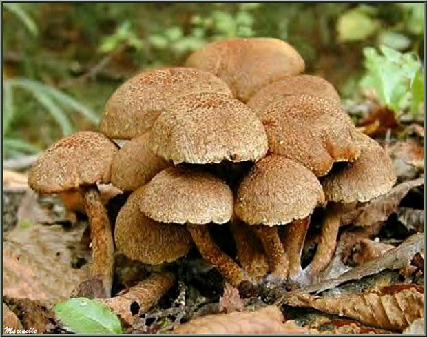 Hypholomes Veloutés en forêt sur le Bassin d'Arcachon