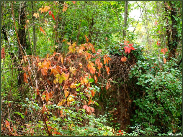 Ruines d'une ancienne ferme, au milieu des bois, envahies par la végétation automnale, forêt sur le Bassin d'Arcachon (33) 