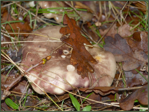 Russule en forêt sur le Bassin d'Arcachon