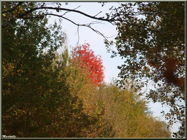 Chênes et boule de feu automnale, forêt sur le Bassin d'Arcachon (33)