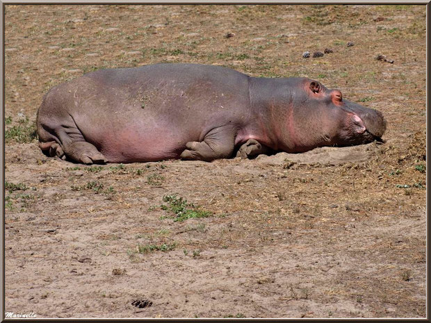  Hippopotame, Zoo du Bassin d'Arcachon, La Teste de Buch (33) 