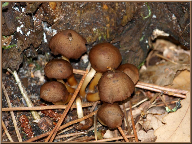 Hypholomes en Touffe vieillissants et leurs petits locataires en forêt sur le Bassin d'Arcachon