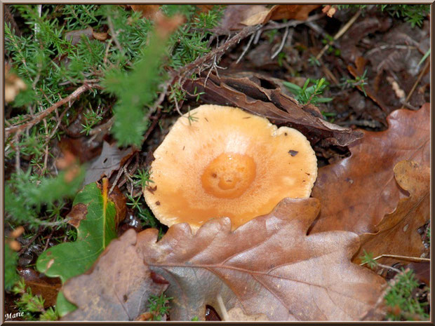 Lactaire Sanguin, comme une fleur, en forêt sur le Bassin d'Arcachon