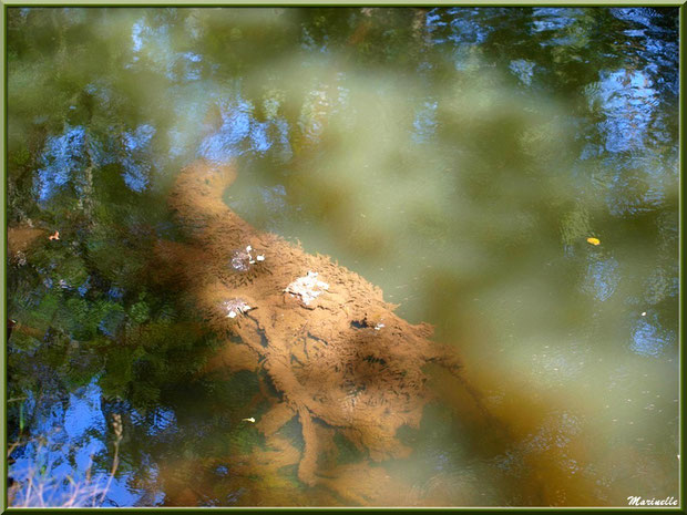 Tronc moussu en fond de La Leyre et reflets, Sentier du Littoral au lieu-dit Lamothe, Le Teich, Bassin d'Arcachon (33)