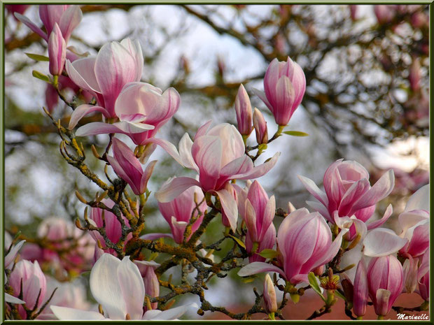 Tulipier en fleurs, au hasard d'une promenade (et non magnolia) car cet arbre est caduque (aucune feuille en hiver)