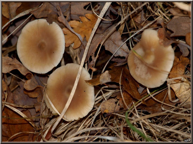 Collybies en trio en forêt sur le Bassin d'Arcachon