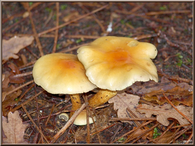 Hypholomes en Touffe tels des fleurs en forêt sur le Bassin d'Arcachon