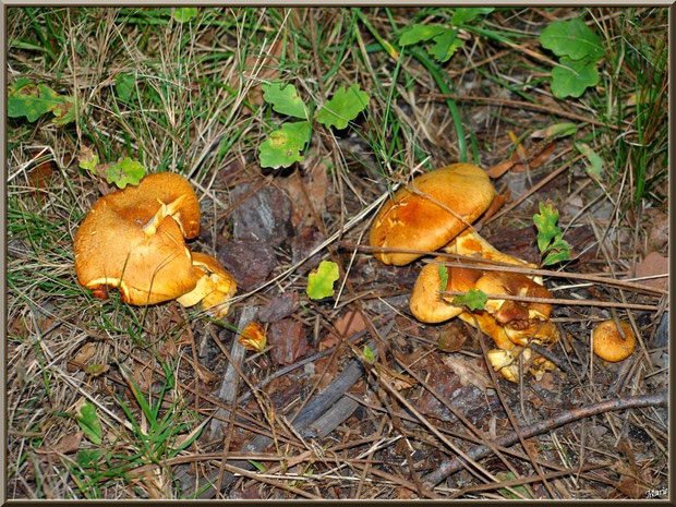 Gymnopiles Remarquables ou Pholiotes Remarquables en forêt sur le Bassin d'Arcachon