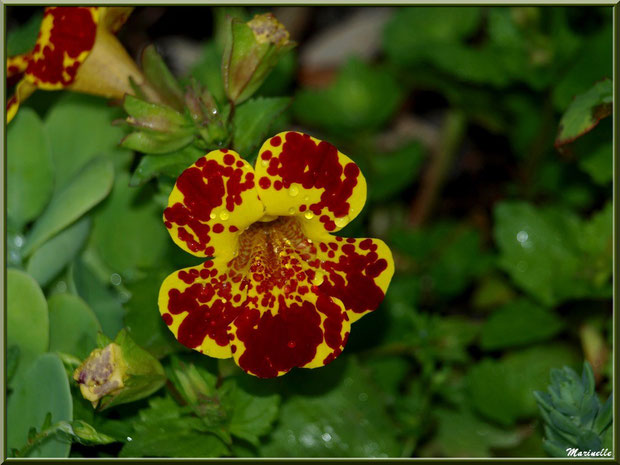Mimulus (vivace)