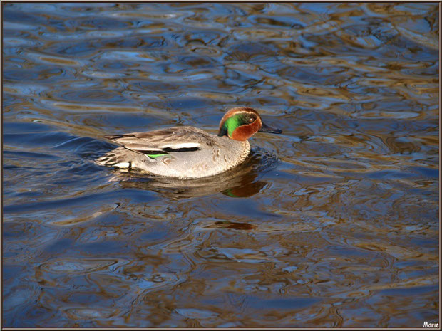 Jeune canard Colvert dans le bassin à l'entrée du Parc de la Chêneraie à Gujan-Mestras (Bassin d'Arcachon)