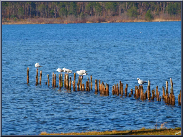 Lac de Sanguinet : mouettes sur piquets, Landes