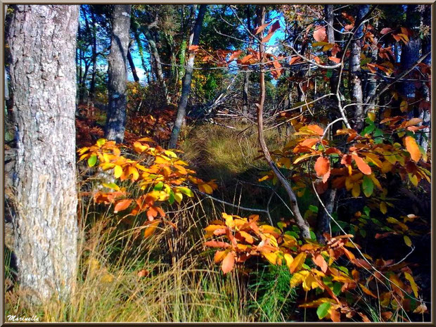 Marronnier automnal parmi les pins, forêt sur le Bassin d'Arcachon (33)  