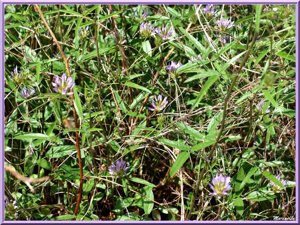 Trèfle en fleurs en bordure du chemin menant à la chapelle Notre Dame de Beauregard, village d'Orgon, entre Alpilles et Lubéron (13)