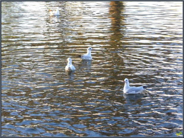 Mouettes dans le bassin à l'entrée du Parc de la Chêneraie à Gujan-Mestras (Bassin d'Arcachon)