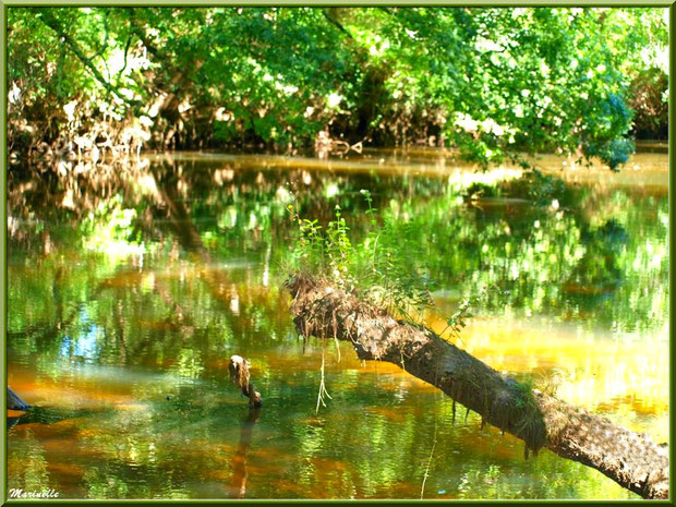Verdoyance, bois et reflets en bordure de La Leyre, Sentier du Littoral au lieu-dit Lamothe, Le Teich, Bassin d'Arcachon (33) 