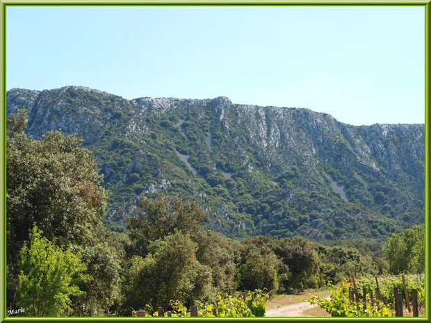 Le vignoble du Château Romanin au-dessous des Alpilles en toile de fond à Saint Rémy de Provence (13)