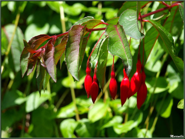 Les Terrasses : Fuchsia royal avec des fleurs en bouton - Les Jardins du Kerdalo à Trédarzec, Côtes d'Armor (22)