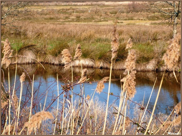 Végétation hivernale en bordure d'un réservoir, Sentier du Littoral, secteur Domaine de Certes et Graveyron, Bassin d'Arcachon (33) 