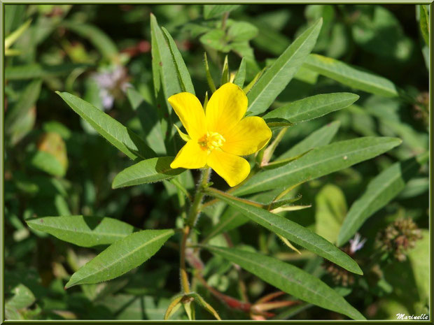 Jussie ou Ludwigia, flore sur le Bassin d'Arcachon (33) 