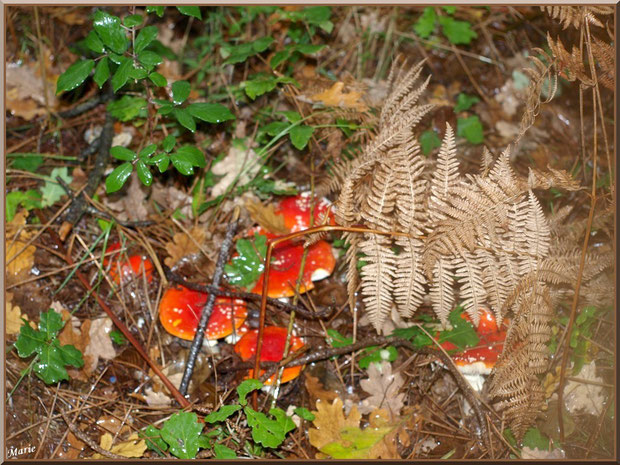 Amanites Tue-mouches, en famille, en forêt sur le Bassin d'Arcachon