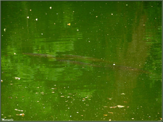 Le Grand Etang et ses énormes poissons - Les Jardins du Kerdalo à Trédarzec, Côtes d'Armor (22) 