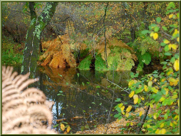 Végétation automnale et reflets en bordure du Canal des Landes au Parc de la Chêneraie à Gujan-Mestras (Bassin d'Arcachon)