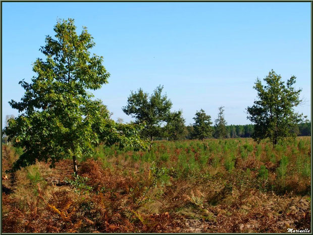 Reboisement d'une forêt de pins maritimes après la tempête Klaus (janvier 2009), forêt sur le Bassin d'Arcachon (33) 