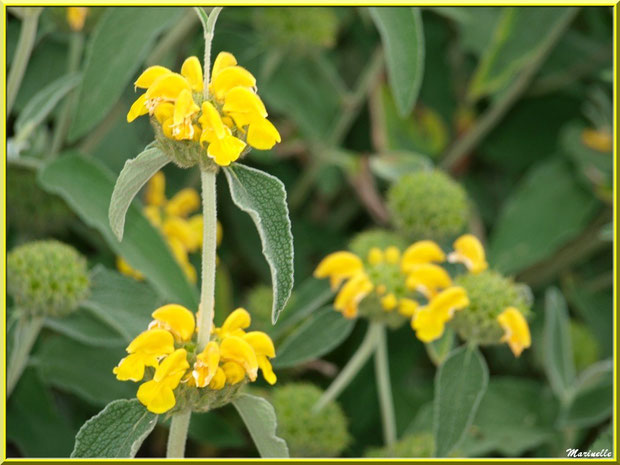 Phlomis Ligneux ou Sauge de Jérusalem