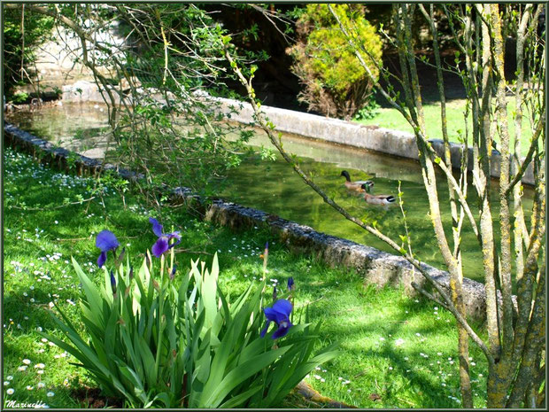 Iris en fleurs et canards au fil de l'eau à la Pisciculture des Sources à Laruns, Vallée d'Ossau (64)